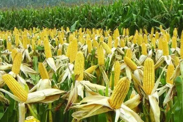 牡玉318玉米种子特征特性，种植密度不宜过大