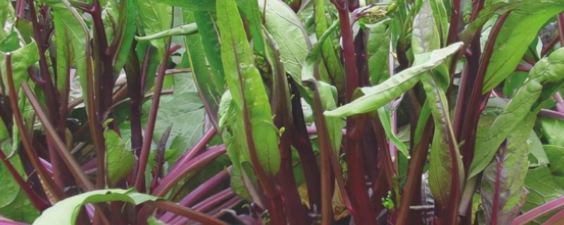 红菜苔的种植方法，幼苗栽植不宜过深