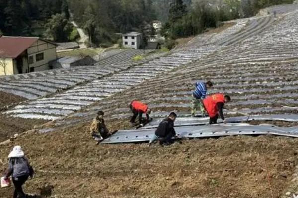 藏红花如何种植，播种通常是在8-9月进行