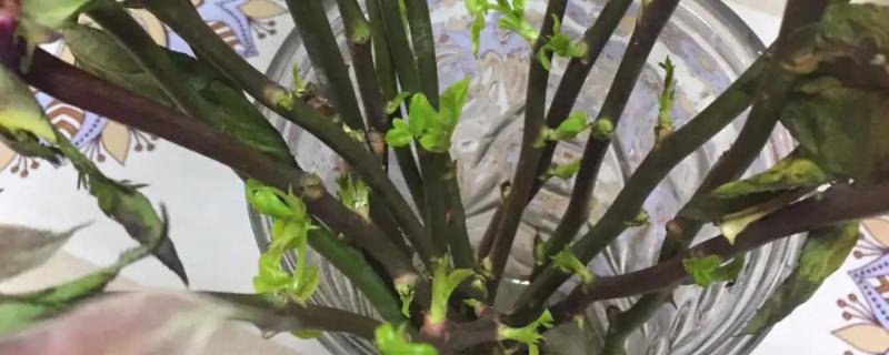 水插玫瑰枝条如何生根，用多菌灵浸泡消毒、涂抹生根粉之后再水培