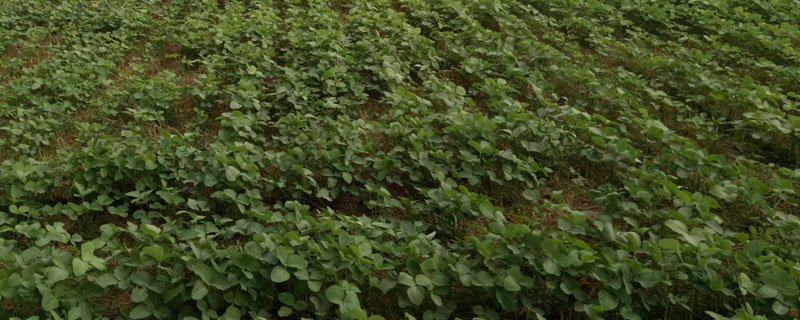 东农67大豆种子介绍，该品种无限结荚习性