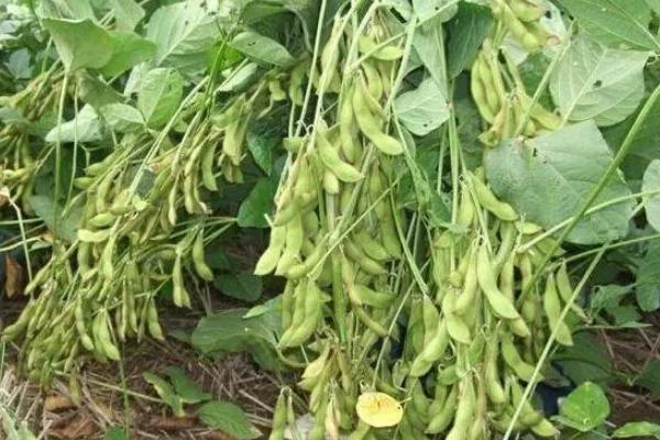 淮鲜豆6号大豆种子简介，每亩定植1.0万-1.1万株
