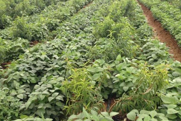 淮鲜豆6号大豆种子简介，每亩定植1.0万-1.1万株