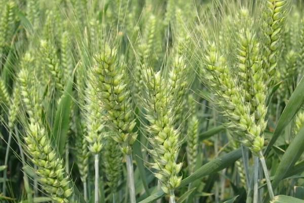 齐民6号小麦品种的特性，适宜播期10月5日～10日