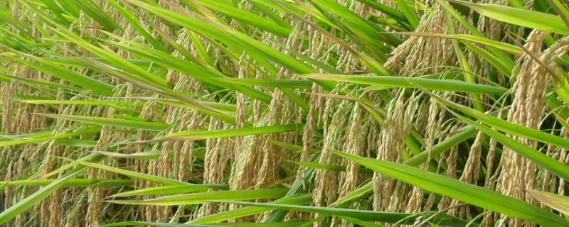 花香优1618水稻种子特征特性，4月中下旬播种
