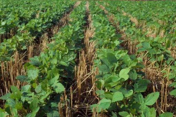 陇黄2号大豆品种简介，播期4月下旬-5月上旬