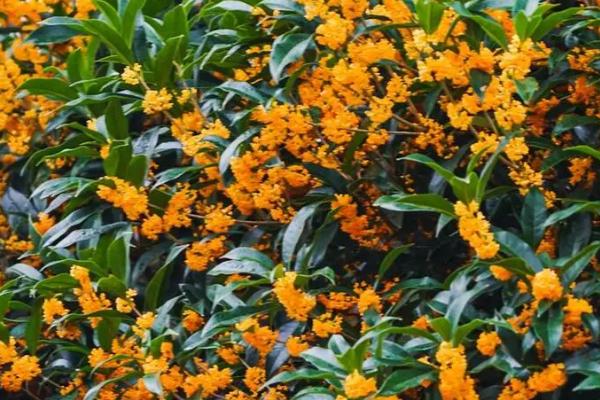 桂花在什么季节开花，一般在秋季开花
