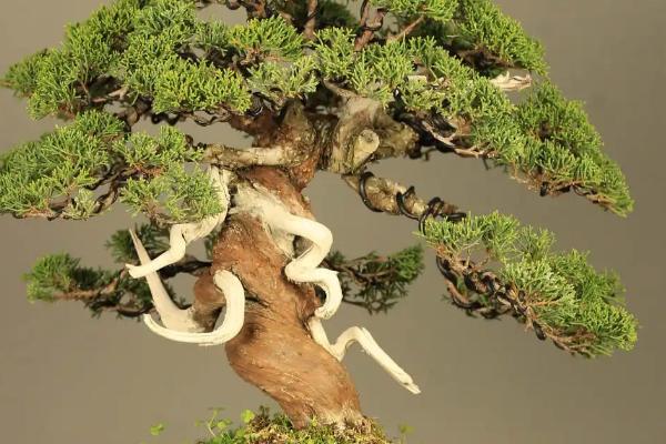 养殖针柏树盆景的方法，需根据当前季节调整浇水频率