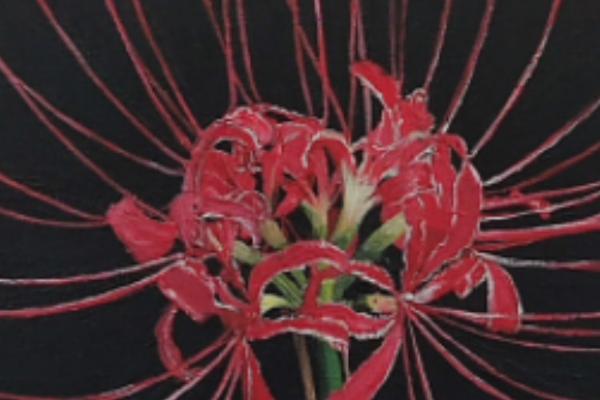 哪些花卉的花语是绝望，包括荼蘼花、彼岸花等品种