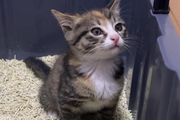 猫鼻支的症状，早期会出现打喷嚏、咳嗽、流清鼻涕