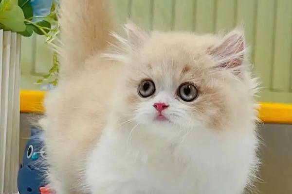 猫鼻支的症状，早期会出现打喷嚏、咳嗽、流清鼻涕