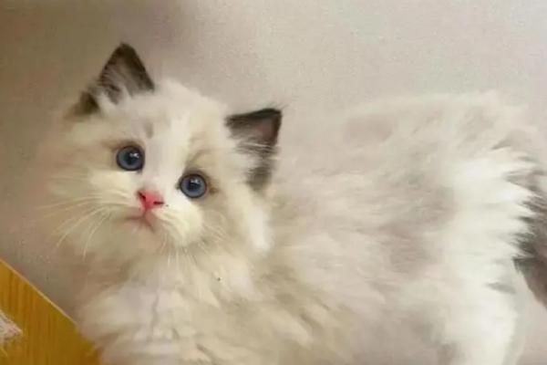 猫鼻支的症状，早期会出现打喷嚏、咳嗽、流清鼻涕