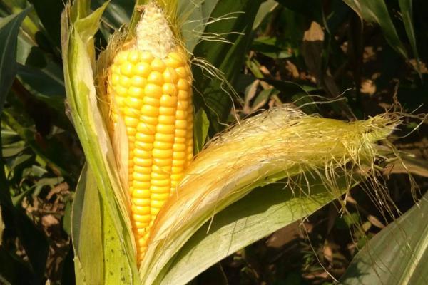 ND488玉米种子介绍，亩种植密度3500株