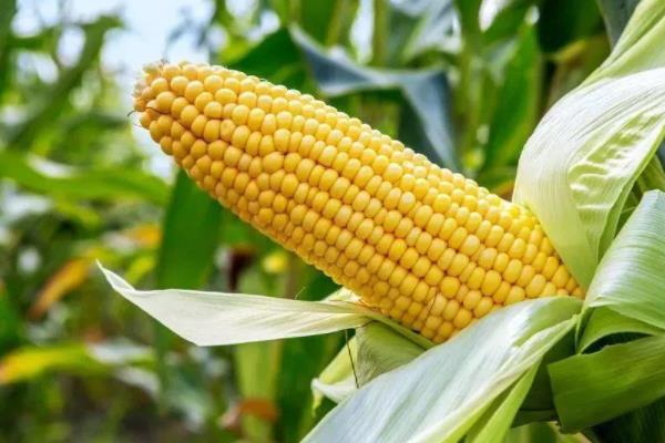 甜糯182号玉米品种简介，亩种植密度3500株