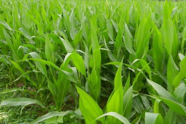 ND488玉米种子介绍，亩种植密度3500株