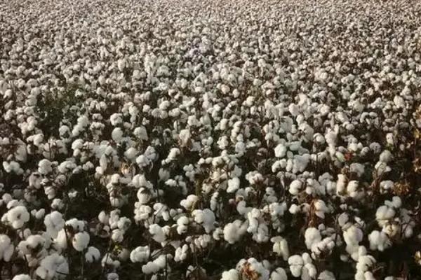 瑞杂818棉花品种简介，转抗虫基因中熟杂交品种
