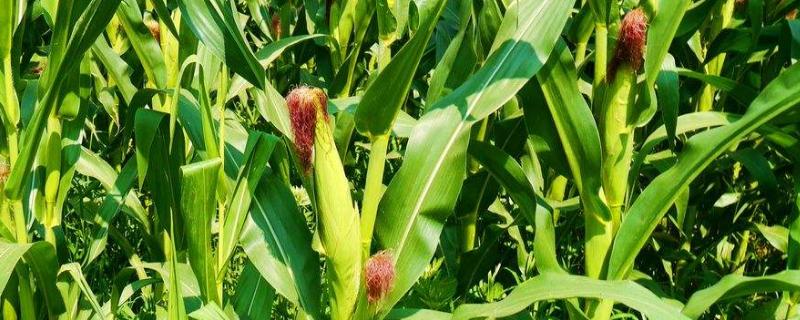 新丹336玉米品种的特性，生育期116天