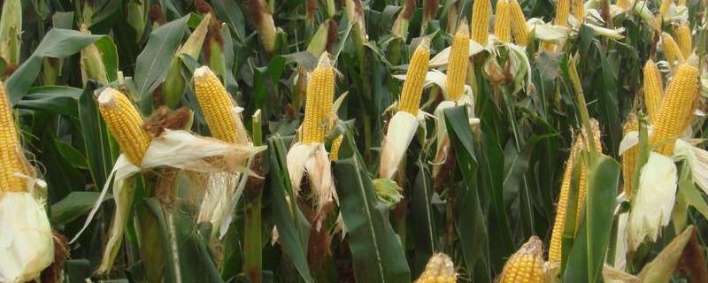 葫新998玉米品种的特性，中抗大斑病（1-5级）