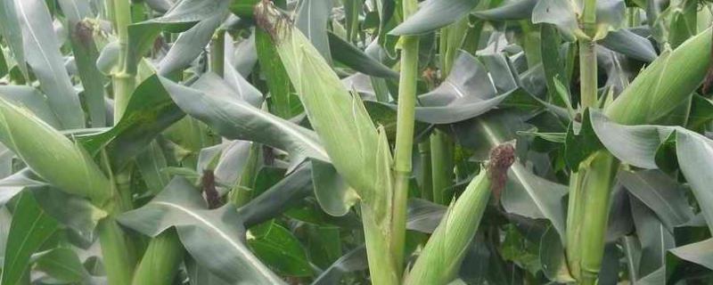 屿诚1号玉米品种的特性，在适应区5月1日左右播种