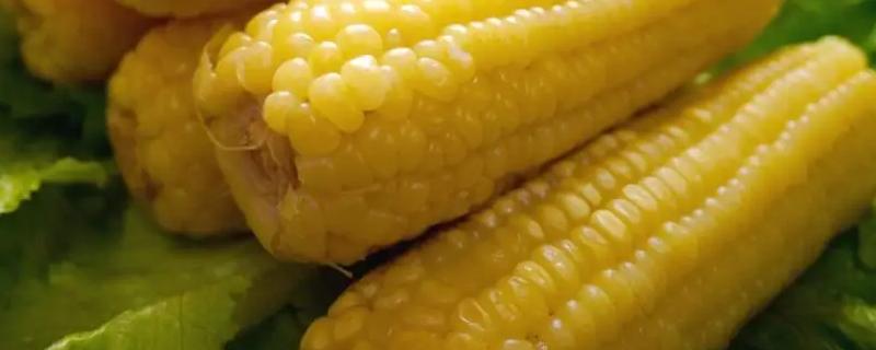 沪甜1301玉米种子简介，还要防治玉米螟危害