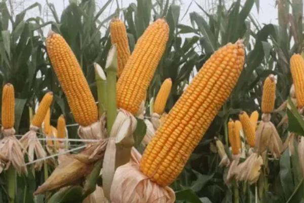 金银208玉米品种的特性，以防为主综合防治