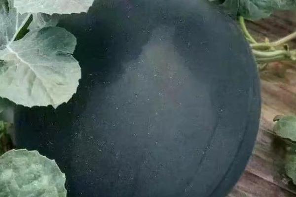 无籽西瓜运用了哪些技术，运用了人工诱导多倍体的技术