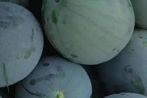 无籽西瓜运用了哪些技术，运用了人工诱导多倍体的技术