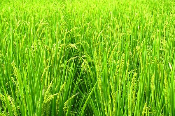 盛粳5号水稻品种的特性，4月15日播种