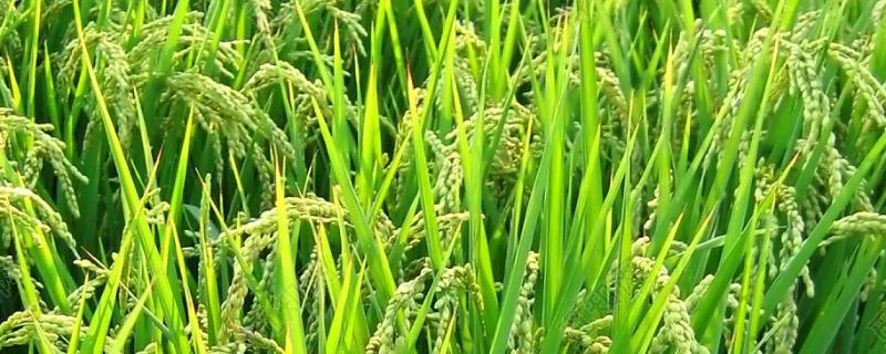 东粳69水稻种子特点，穗瘟表现中抗
