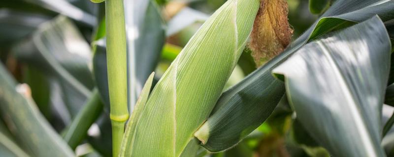 益农玉12号玉米品种的特性，种植密度不宜过大