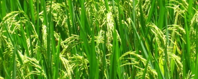 龙粳60水稻种子介绍，普通水稻品种
