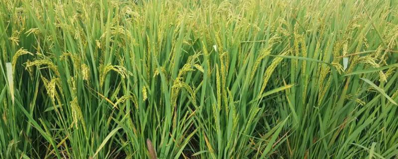 沪粳137水稻品种的特性，粳型常规水稻品种