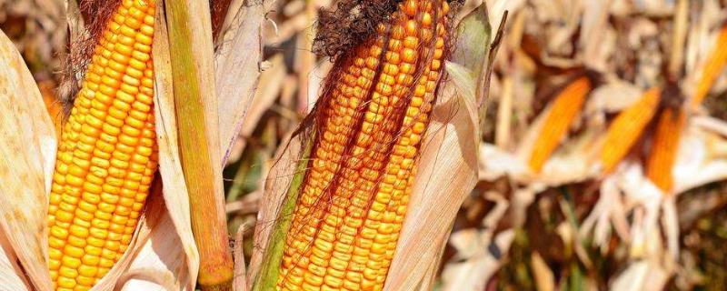 YF1235玉米种子特点，高抗南方锈病（病级1级）