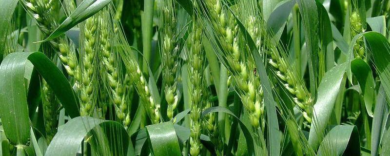 皖红麦759小麦种子特征特性，中抗白粉病（病级3级）