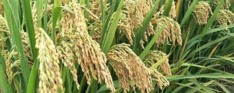 恒丰优342水稻品种简介，每亩有效穗19.6万