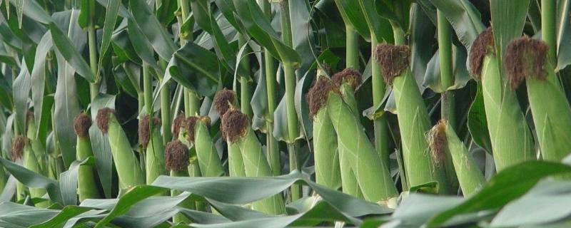 爱农007玉米种子特点，高抗矮花叶病