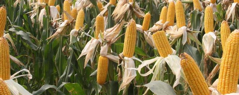 圣瑞688玉米种子特点，适宜密度为每亩4000株