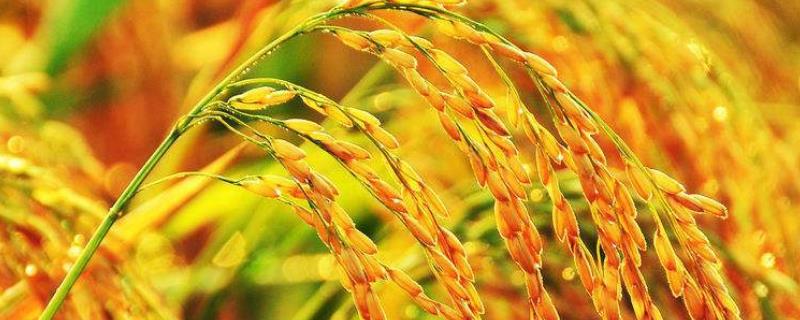锦两优816水稻品种的特性，3月22日左右播种