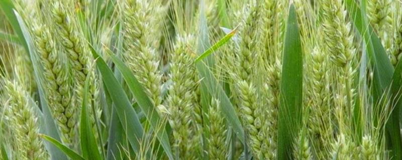 天民184小麦品种的特性，每亩追施尿素15公斤