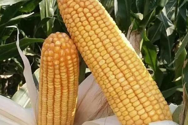 金诚51玉米品种简介，单作每亩种植4000株左右