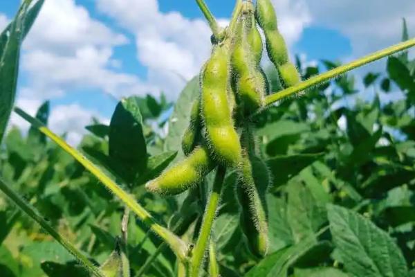 洛豆1号大豆种子特点，花荚期及时防治虫害