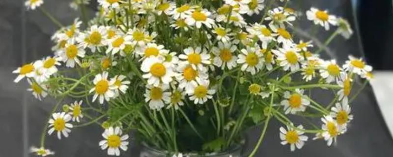 小雏菊鲜花的养护方法，每天接受5-6小时的散射光照