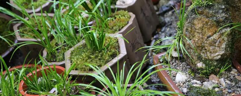 怎么栽培菖蒲，初期主施氮肥、生长季节可粗放管理