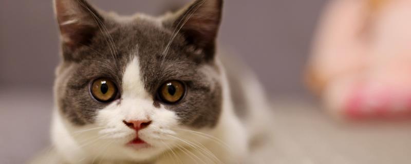 猫咪哪些呕吐情况较常见，主要有以下6种