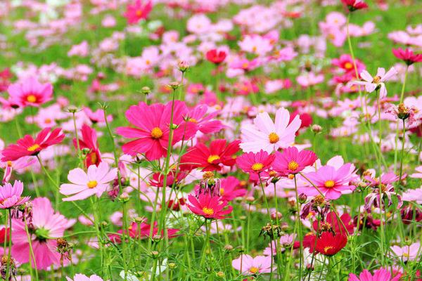 格桑花又叫什么花，也叫波斯菊、金露梅等