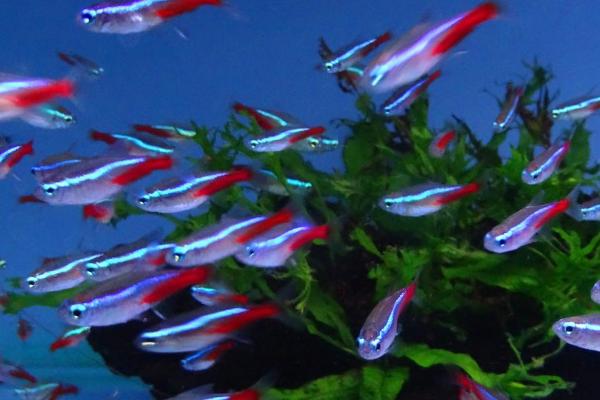 红绿灯鱼多大可以繁殖，养8-10个月便可繁殖