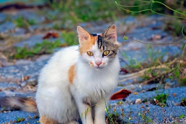猫咪哪些呕吐情况较常见，主要有以下6种