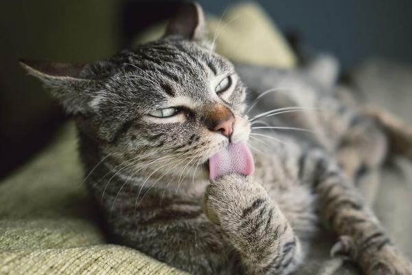 猫咪哪些呕吐情况较常见，主要有以下6种