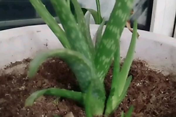 芦荟的侧芽怎样移栽，适合在春季或秋季进行