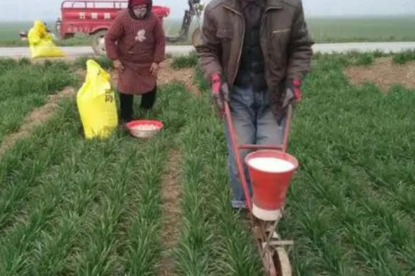 什么时间施小麦苗肥，3叶期或3叶1心期追施分蘖肥